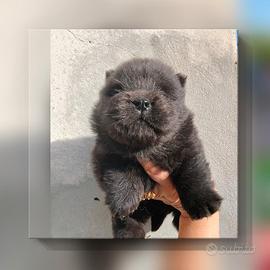 Chow chow