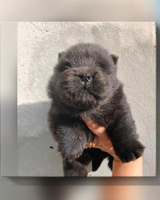 Chow chow