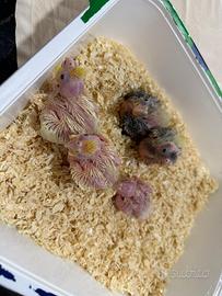 Pappagalli calopsite ALLEVATI A MANO