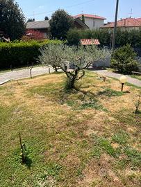 Ulivi