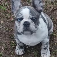Bulldog francese Cucciola merle
