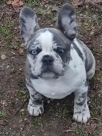 Bulldog francese Cucciola merle