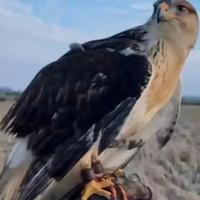 Rapace Poiana ferruginosa