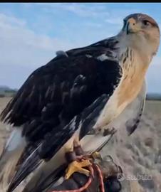 Rapace Poiana ferruginosa