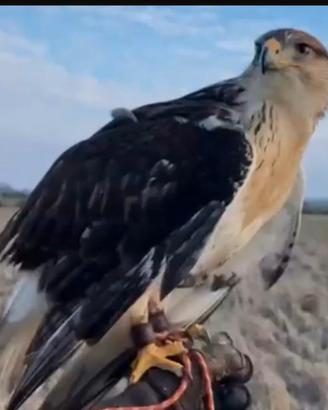 Rapace Poiana ferruginosa