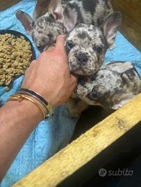 Bulldog francese