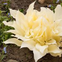 Pianta di hosta white feather a radice nuda