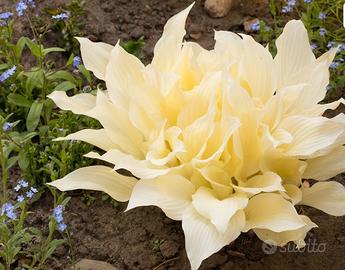 Pianta di hosta white feather a radice nuda
