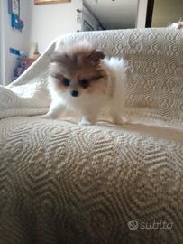 Cuccioli volpini Spitz tedesco