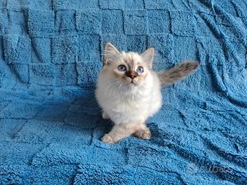 Gattino birmano seal tabby point