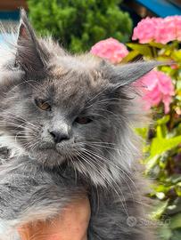 Femmina Maine Coon
