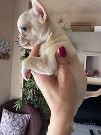 Chihuahua