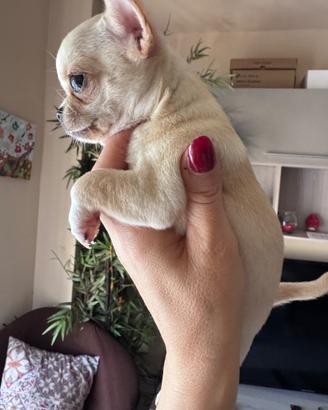 Chihuahua