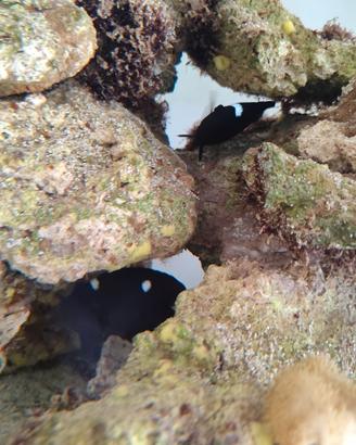 Dascyllus Trimaculatus coppia di pesci marini