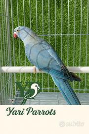 Parrocchetti dal collare