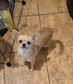 Chihuahua con pedigree