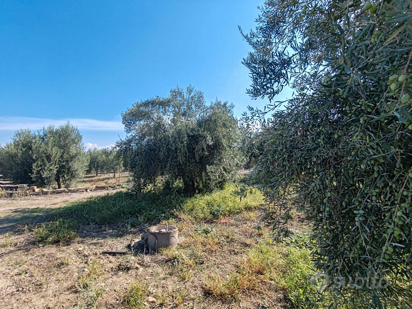 Azienda agricola a Ramacca - Vista 4