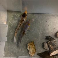 Cercoper due carpe Koi di 14/15 cm