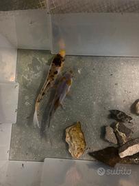 Cercoper due carpe Koi di 14/15 cm