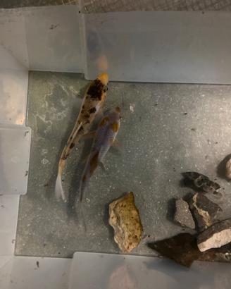 Cercoper due carpe Koi di 14/15 cm