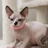 Sphynx consegna tutta Italia