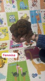 Cucciole di barboncino red