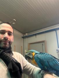 Pappagalli e parrocchetti
