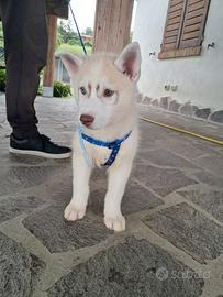 Cuccioli di siberian husky con pedigree Enci