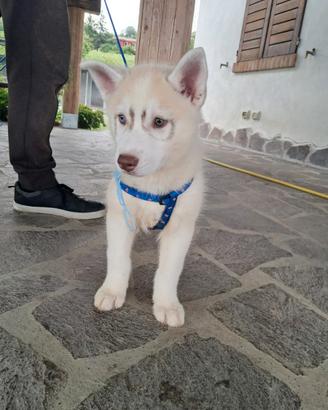 Cuccioli di siberian husky con pedigree Enci
