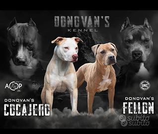 American pitbull terrier ukc