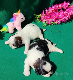 Cuccioli di Shihtzu