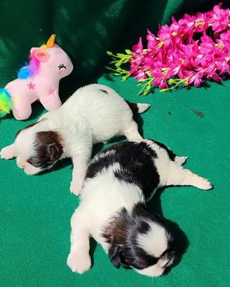 Cuccioli di Shihtzu