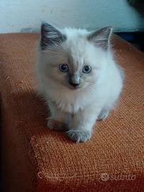Splendidi mici coccolosi