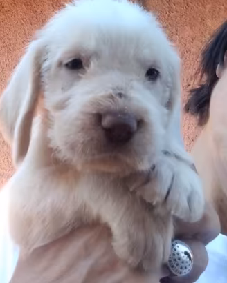 Spinone italiano