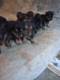 Mix Rottwailer