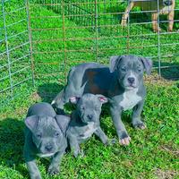 Amstaff blu occhi blu pedigree enci