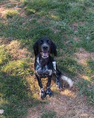 Cucciolo setter inglese