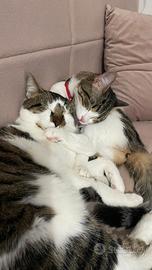 Gatti in adozione