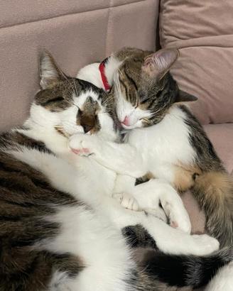 Gatti in adozione