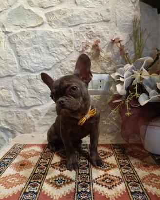 Bouledogue Francese cucciolo disponibile