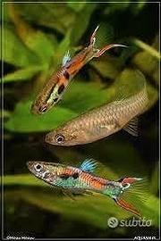 Guppy - Poecilia di Endler