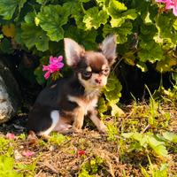 Chihuahua pedigree piccoliss