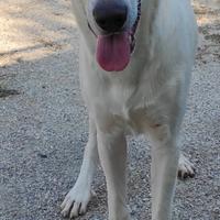 Erni, taglia grande,10 mesi