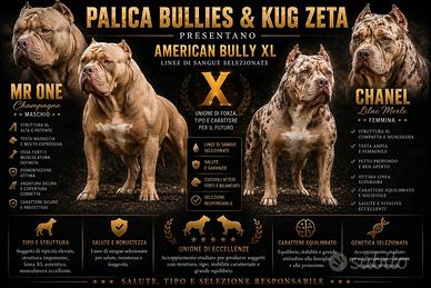 American bully xl