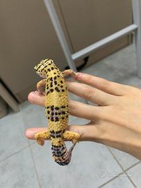 Geco leopardino femmina