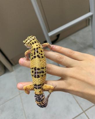 Geco leopardino femmina