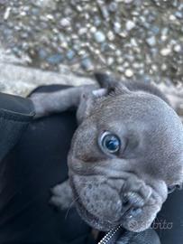 Cucciolo bulldog francese