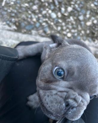 Cucciolo bulldog francese