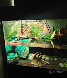  Acquario Wave 