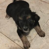 Cuccioli di cane meticci svezzati taglia piccola